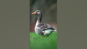 Duck Quack Sound Effect