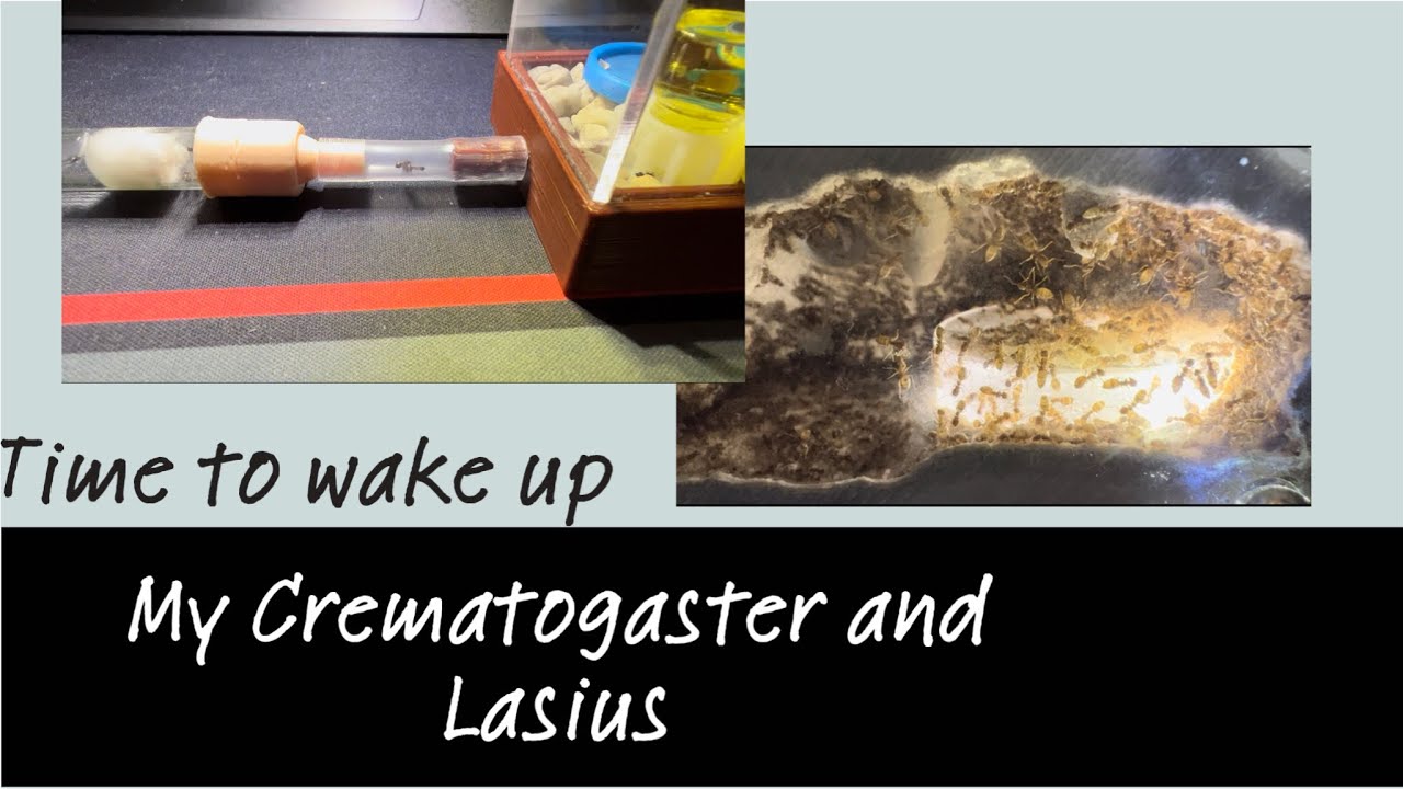 Waking up my Lasius and Crematogaster Colony!