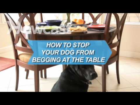 How To Stop Your Dog From Begging At The Table