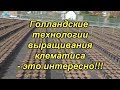 Выращивание клематиса по голландской технологии.