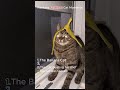Ranking Funniest Cat moments 🤣