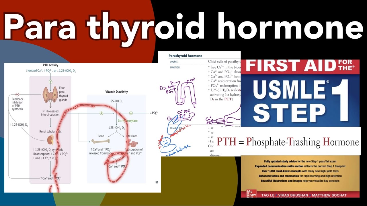 Para thyroid hormone PTH Source, function, regulation in Hindi/Urdu ...