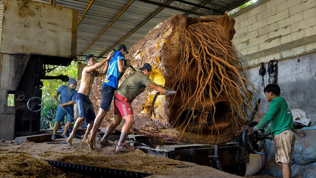 Massive Flat Trembesi Log Cut Down in an Extreme Sawmill Session! - YouTube