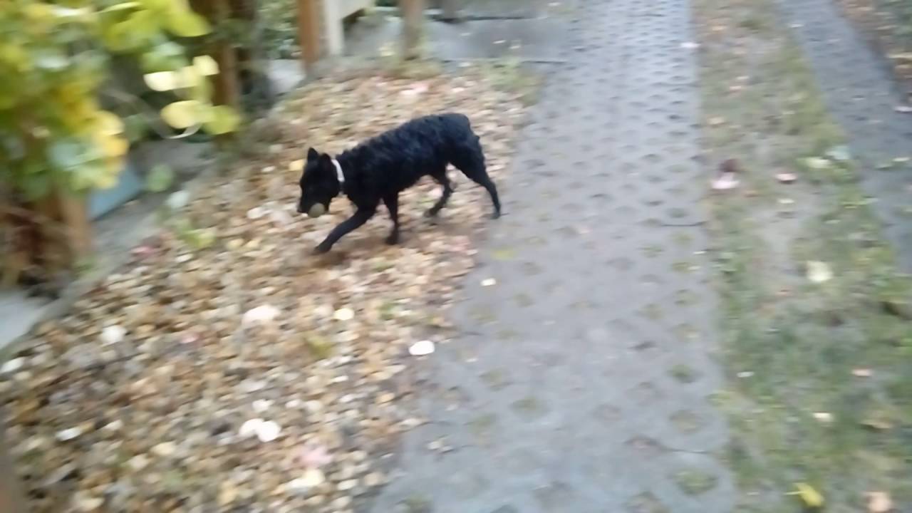 LG K8 phone HD camera test