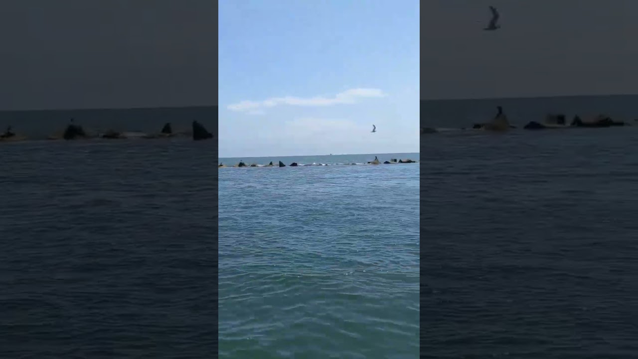 Boat Sounds and the Birds Squawking 🕊️