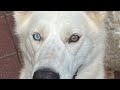 Online Dog Training Center: A Comprehensive Training Resource for Dog Owners.  Online and Oahu