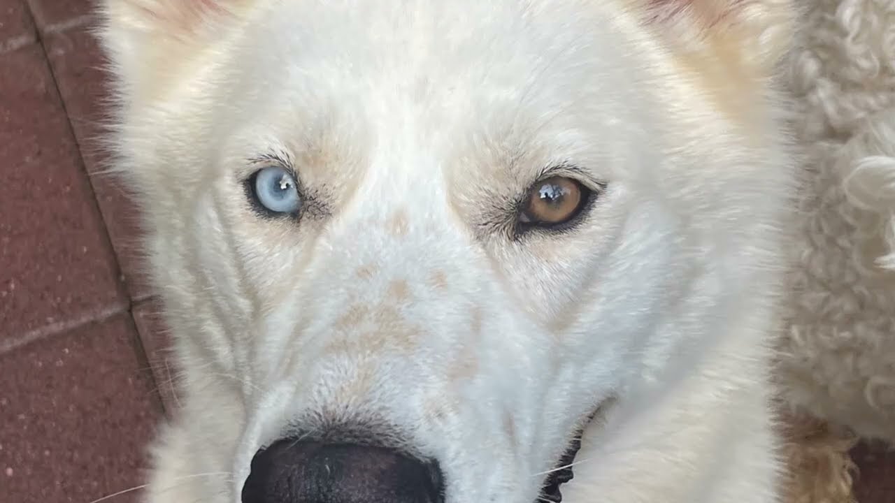 Online Dog Training Center: A Comprehensive Training Resource for Dog Owners.  Online and Oahu