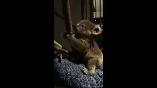 Tiny Koala Joey Morton Tries to Climb