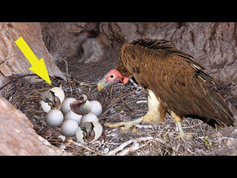 How Vulture Breeding And Laying Eggs