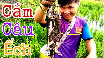 Cắm Câu Ếch Trong Những Ngày Mưa Bão || A Frog || Học vlog