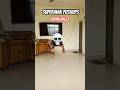 Superman pushups  challenge #calisthenics #pushupschallenge #shortsfeed #fittness #shorts #ytshorts