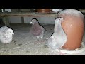 Los pichones de paloma observan y aprenden todo