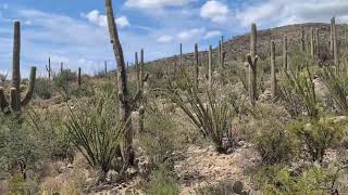 Exclusive Saguaro Hills - Tucson - 10731 E Gibbon Canyon Place Tucson AZ 85749