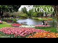 Tulip Flower in Tokyo city Japan 【昭和記念公園】 | #explorejapan #japan #4k