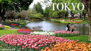 Tulip Flower in Tokyo city Japan 【昭和記念公園】 | #explorejapan #japan #4k