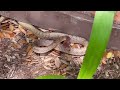 Beautiful Western Coachwhip