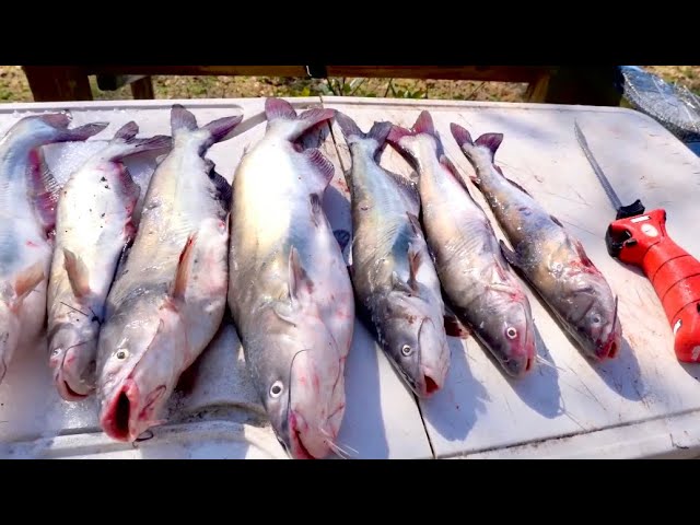 Loading Up on Early Spring CATFISH! -- HOW TO: Catch, Clean and Cook! 