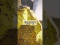 ग ह क घ न Wheat Khapra Beetle ट र ग डर म ग र न र यम Wheat Shortsvideo Trendingshortsvideo ग ह क घ न Wheat Khapra Beetle ट र ग डर म ग र न र यम Wheat Shortsvideo Trendingshortsvideo