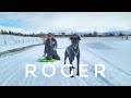 The (Sled) Dog Days of Winter: Ep. 14 Roger That!