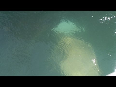 tackle unscramble Florida Fishing Charters!Huge Giant Goliath Grouper Pesca Mero