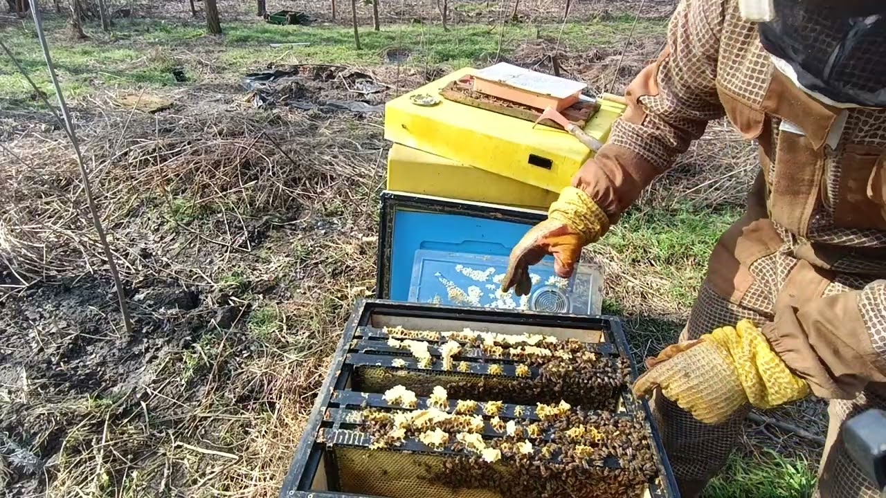 Unde e puietul masiv? stup lemn vs polistiren. 8.02.2026