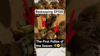 Beekeeping EP150 – The First Pollen of the Season 🐝🌼