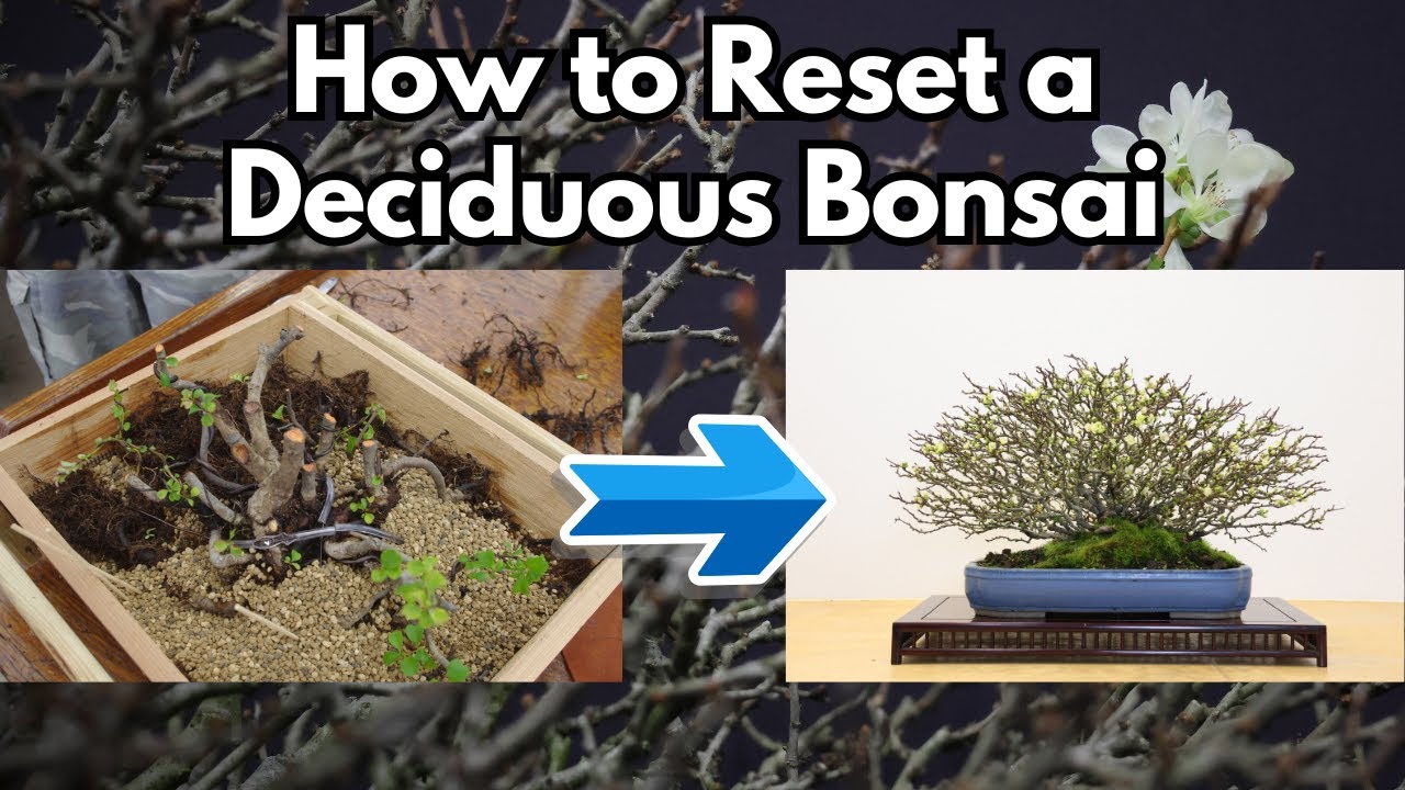 Как перезапустить лиственный бонсай — узнайте, как нажать кнопку перезагрузки.