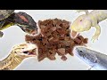 20種類のペット達に大量の牛ハツを食わせまくる!
