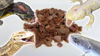 20種類のペット達に大量の牛ハツを食わせまくる！