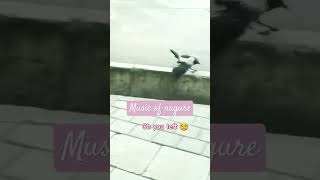 if you scroll you may never see me again#shorts #short #shortvideo #animal #funnyvideo#funny #vairal