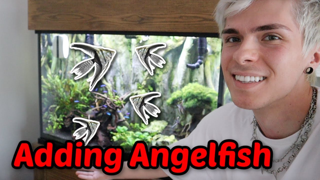 How Many Angelfish In A 90 Gallon Tank