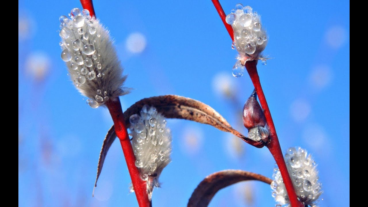 "Весенняя капель" 1-2 апреля 2023. Рязань - YouTube