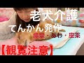 大場久美子【観覧注意】老犬介護No.６退院後の軽いてんかん発作。痙攣・あわ・座薬映像あり。