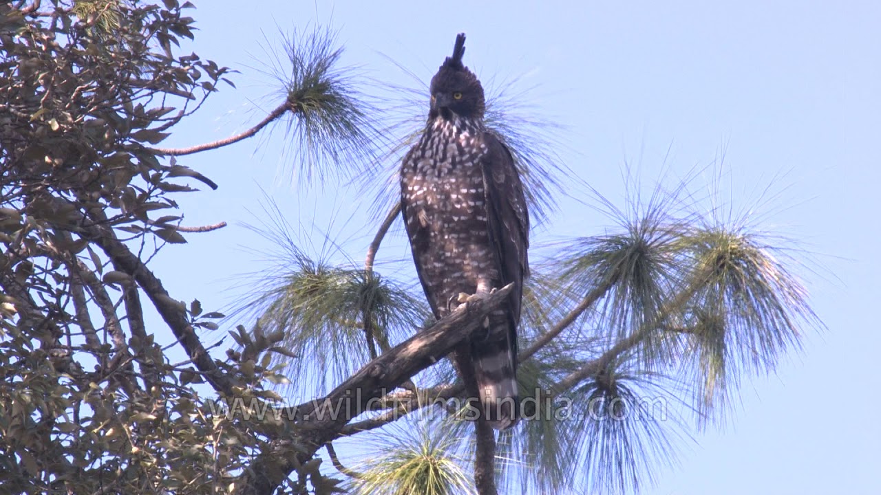 Mountain Hawk Eagle with its lovely crested head at Wilderness Orchard