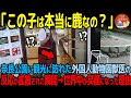 【海外の反応】「日本は鹿まで知能が良すぎる！」奈良公園に観光に訪れた外国人獣医がイカした鹿の姿に見惚れてしまった理由とは？