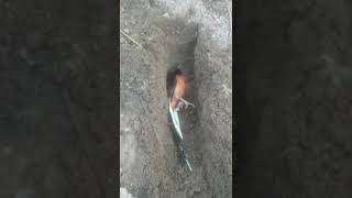 Yen manuk mu ditawar uwong kekno lek,dari pada mati malah dadi gelo Nang ati