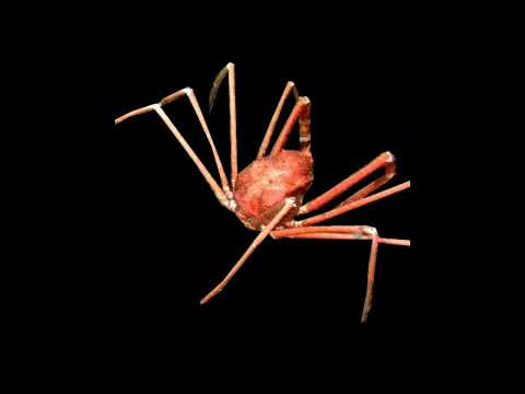 Real SCP - 098