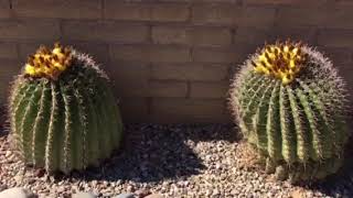 Arid garden, Green Valley Arizona