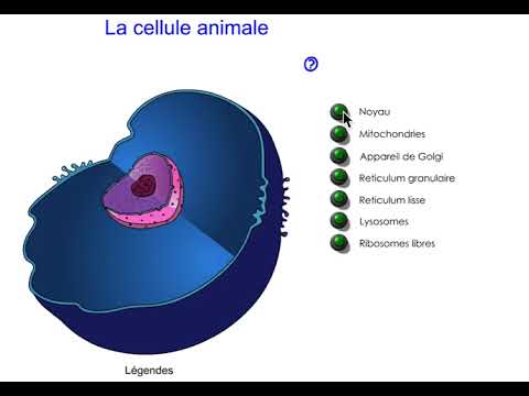 La Cellule Animale Niveau Lycée 2nde 