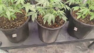fastbubs testers / flowered early