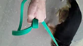Николай Кокурин