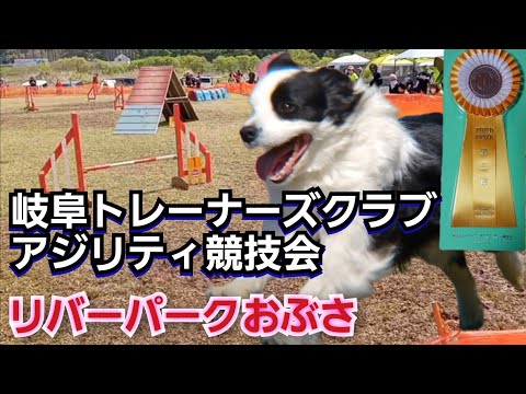 【2023年4月16日・岐阜市リバーパークおぶさ】JKCアジリティ競技会/ボーダーコリーソラ