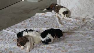 Cavachon Puppies For Sale