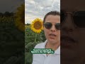 ¡Girasol con tratamiento biológico NITROBAC® 🌻 en Pampa del Infierno, Chaco! 💚