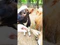 Munchies #cow #homesteading #farmlife