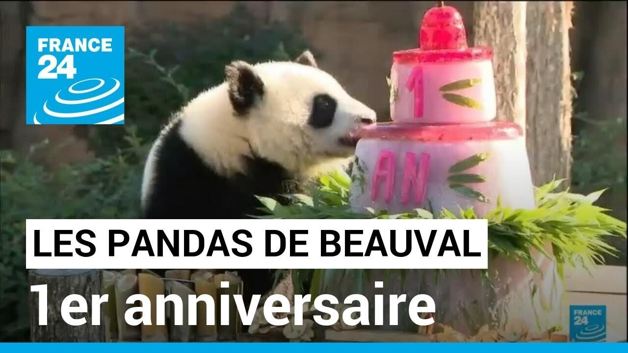 Les Jumelles Panda Yuandudu Et Huanlili Fetent Leur 1er Anniversaire France 24 Youtube