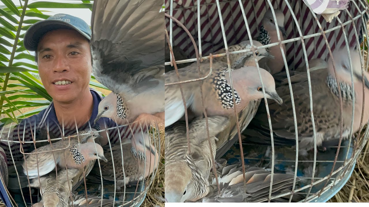 Úp cu gáy trúng bầy cu gáy quá đẹp cả nhà ơi (kiệt chung vlog)