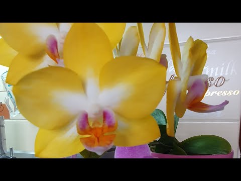 Video: Phalaenopsis орхидеясына кам көрүү: гүлдөөдөн кийин фал орхидеясына кам көрүү жөнүндө билип алыңыз