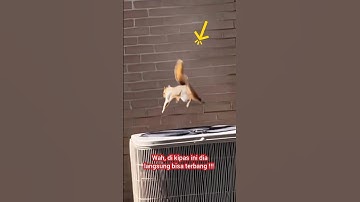 Tupai Terbang Pake Kipas !!! Mau Manjat Biar Bebas !!!