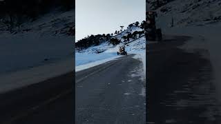 pino hachado Neuquén Argentina